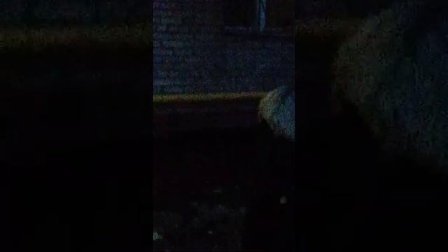Лиса в Бирюлево Западное как родная смотреть онлайн