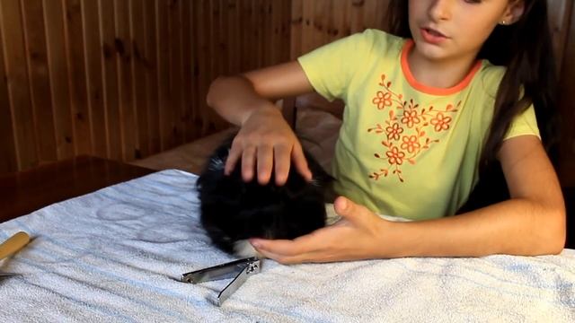 Стрижка КОГТЕЙ Морской Свинке / КАК правильно ПОДСТРИЧЬ когти СВИНКЕ? / Уход за питомцами смотреть онлайн
