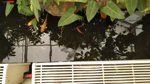 Зоопарк в Польше. Варшава. смотреть онлайн