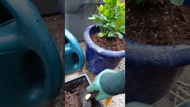 Bought a gardenia and planting it out смотреть онлайн