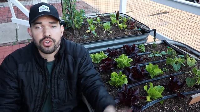 12 Perfect Vegetables To Grow in a Shady Garden Space смотреть онлайн