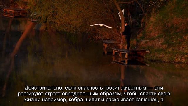 «Напугали — убежал»: обладает ли человек инстинктами? смотреть онлайн