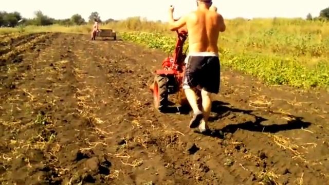 ??Копка картошки мотоблоком на резиновых колесах/веерной картофелекопалкой смотреть онлайн