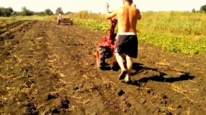 ??Копка картошки мотоблоком на резиновых колесах/веерной картофелекопалкой