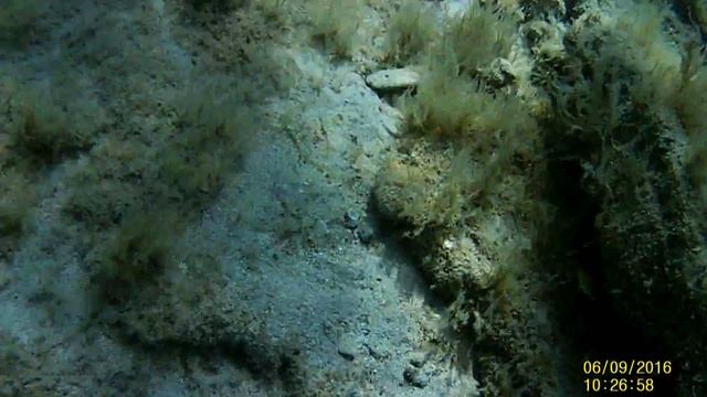 Сиреневый краб (водолюб) Ставридки Бычок песочник смотреть онлайн