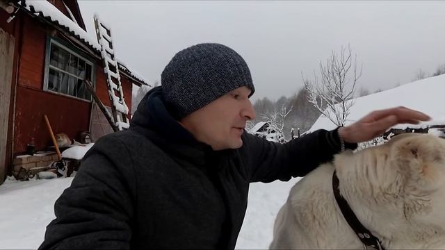 Алабай - 1 год вместе смотреть онлайн