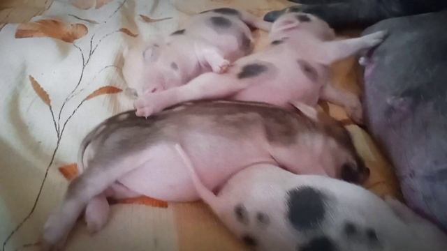 ???Минипиги, микропиги, питомник Рязанская Диковинка, Рязань, животные, minipig, micropig смотреть онлайн