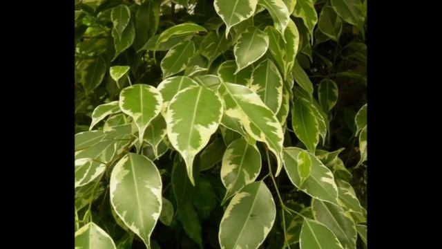 Plante d'intérieur: Le ficus golden king смотреть онлайн