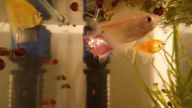 Аквариумные рыбки.Тернеции смотреть онлайн