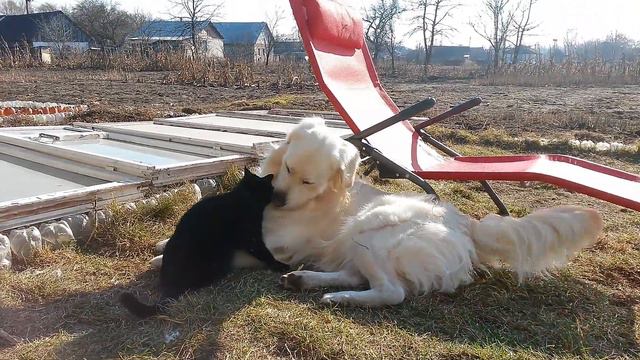 Голден играет с котом смотреть онлайн