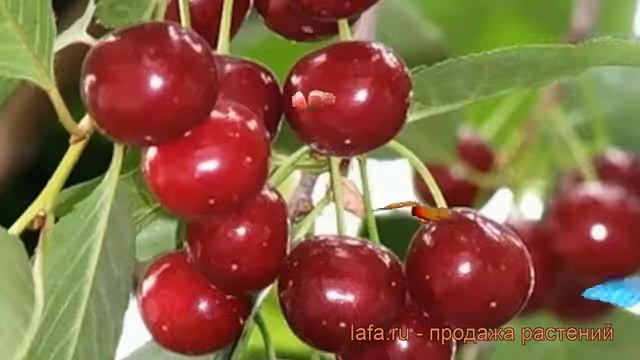 Вишня степная Уральская рубиновая ? обзор: как сажать, саженцы вишни Уральская рубиновая смотреть онлайн