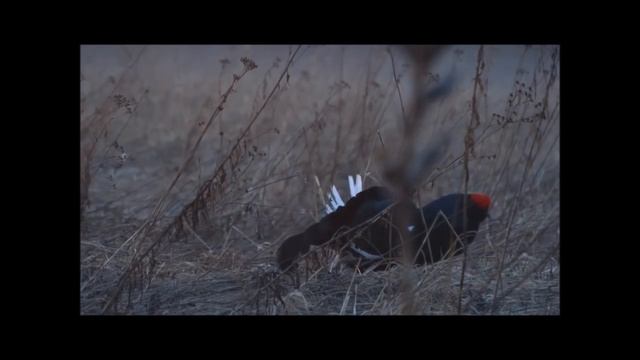 Охота на тетерева. смотреть онлайн
