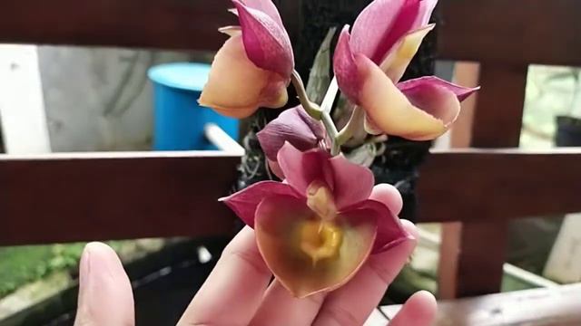 Catasetum Orchidglade