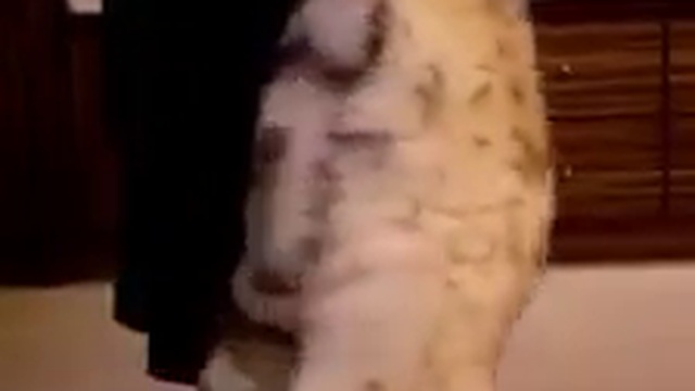 танец живота смотреть онлайн