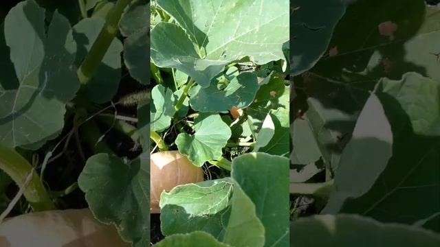 Урожай . Картошки . Тыквы . Белый картофель . Огород . Дача . #shorts смотреть онлайн