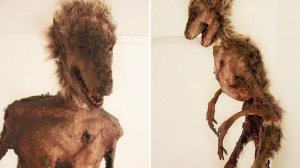 Если бы Этих Животных не Сняли на Камеру, Вы бы Точно не Поверили