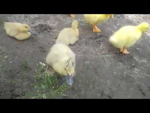 УТИ ГУСИ, новости нашего двора смотреть онлайн