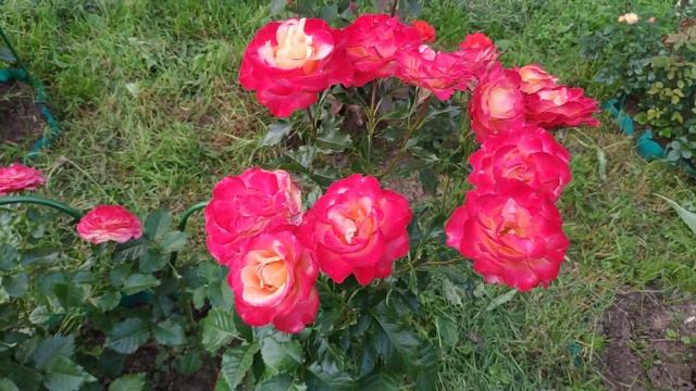 Розы в Подмосковье. Роза Латин Г смотреть онлайн