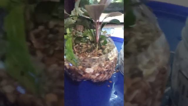 как я сажая аквариумные растения на землю. горшок посуда на дне слой земли садовой растут отлично смотреть онлайн