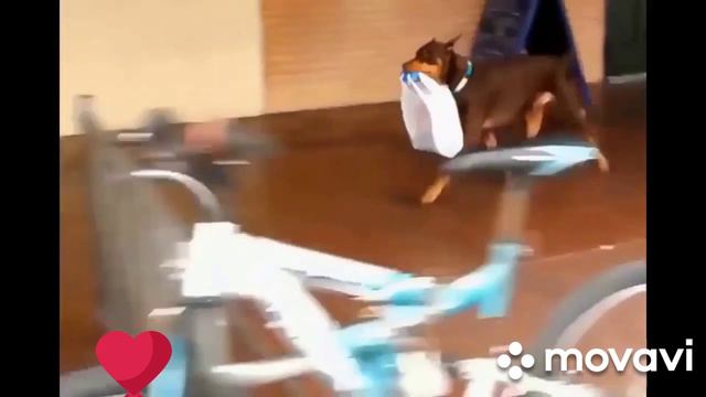 Собаки ни когда не предадут смотреть онлайн