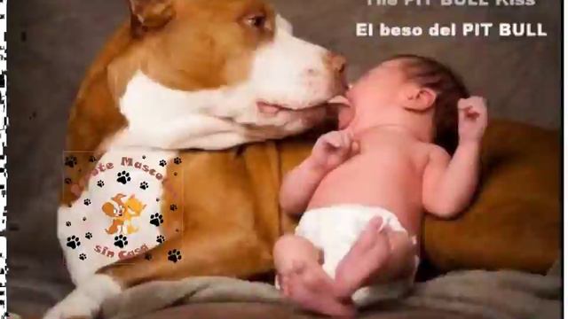 mascotas sin casa PITBULL 2016 смотреть онлайн