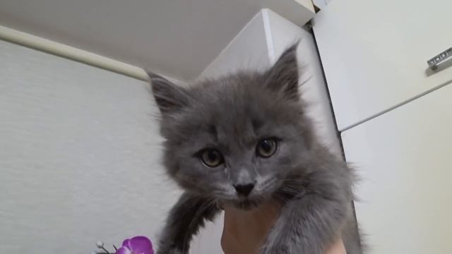 VLOG : Ризотто из тыквы / Веганский ужин смотреть онлайн