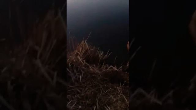 поймали сома на 30кг в окрестностях станицы Голубицкая. смотреть онлайн