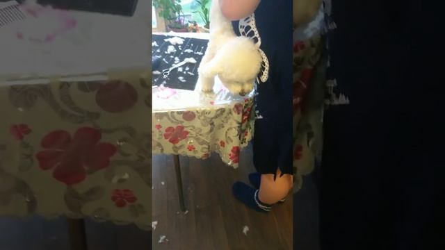 Стрижка бишона короткая смотреть онлайн