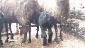 КУЙ БОКИШ УЙ ШАРОИТИДА