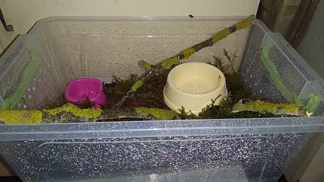 Переселение лимиколярий смотреть онлайн