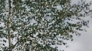 Пес Барбос и необычный кросс