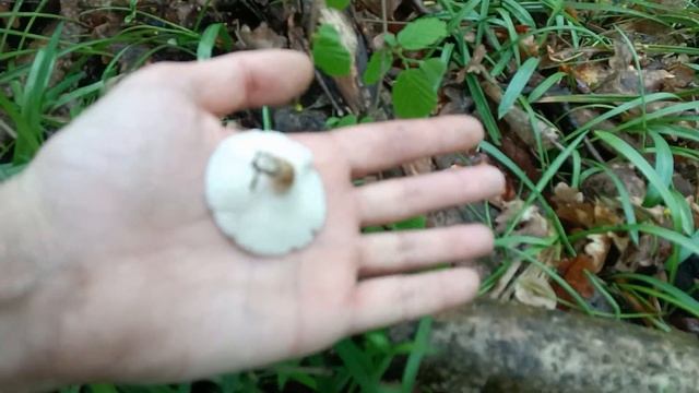 ОТец ищет грибы 30 апреля. Сморчок степной (Morchella steppicola) смотреть онлайн