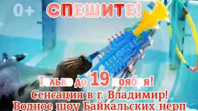Спешите, только до 19 ноября! Два билета на водное шоу Байкальских нерп со скидкой 50%. смотреть онлайн