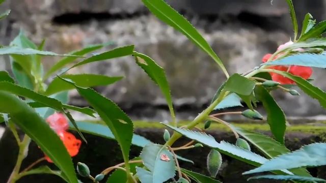 Nikon Coolpix L840 - Video Test, Learn to focusing Nikon L840 Outdoor смотреть онлайн