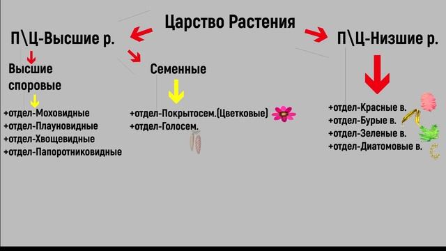 Ботаника.Многообразие растений.Основные отделы растений. смотреть онлайн