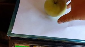 Сорт яблони Белый Налив