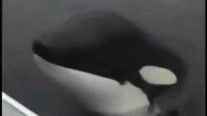 ▶ Дикая касатка играет с человеком