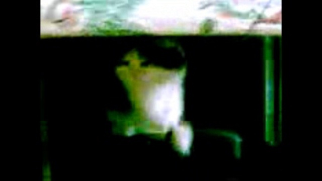 Кот и шнурок