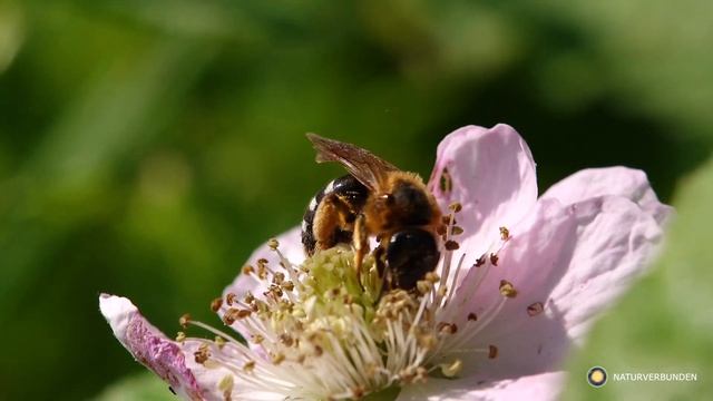 DER LEBENSRAUM WEIHER - SONY AX700 смотреть онлайн