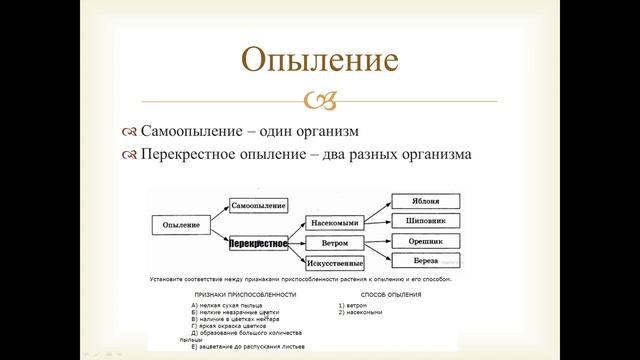 Цветковые. Покрытосеменные. Семейства смотреть онлайн