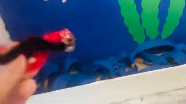 Aquarium Play Idea Craft DIY смотреть онлайн