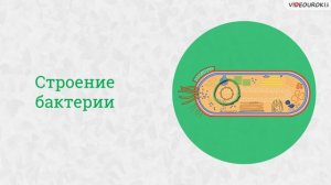 14  Плесневые грибы  Дрожжи  Грибы паразиты