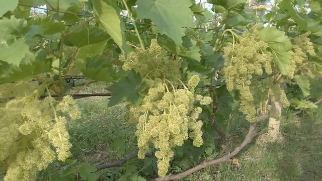 Виноград цветёт время для отдыха смотреть онлайн