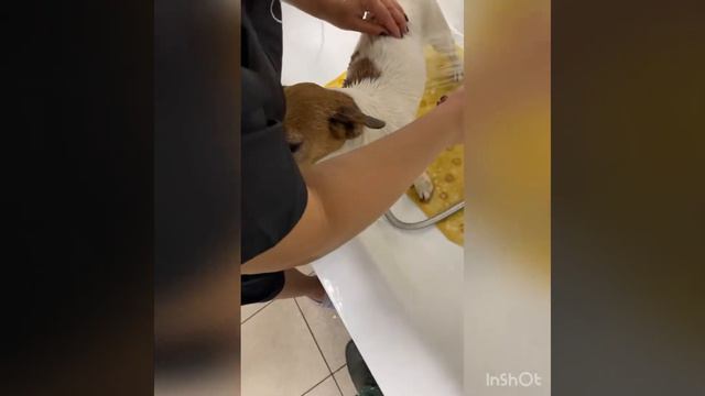 Спасите Джек рассолов @user-bq1ke8ux5v @собакавбеде смотреть онлайн