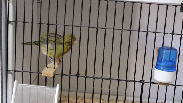 The Canary Room Season 5 Ep 15 - Preparing for the Show Season смотреть онлайн