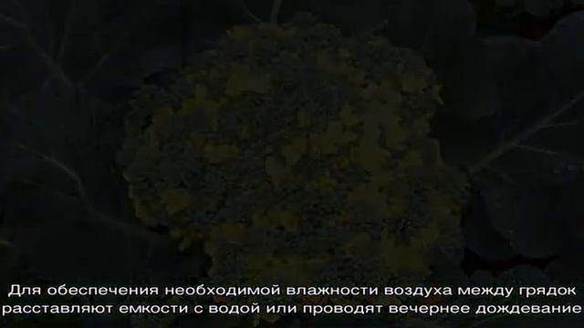 Что делать, если брокколи зацвела и как правильно выращивать капусту, чтобы это предотвратить смотреть онлайн