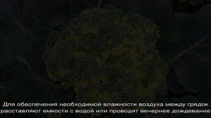 Что делать, если брокколи зацвела и как правильно выращивать капусту, чтобы это предотвратить