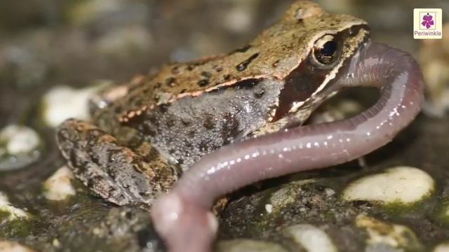 Wild Animals | Water Animals | Science For Kids | Grade 2 | Periwinkle смотреть онлайн