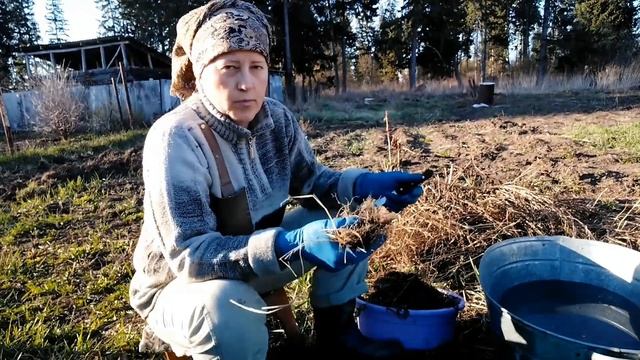 Синюха голубая - спасаем нервы и легкие смотреть онлайн
