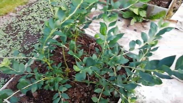 Голубика Нижний Новгород 09 07 2023 смотреть онлайн